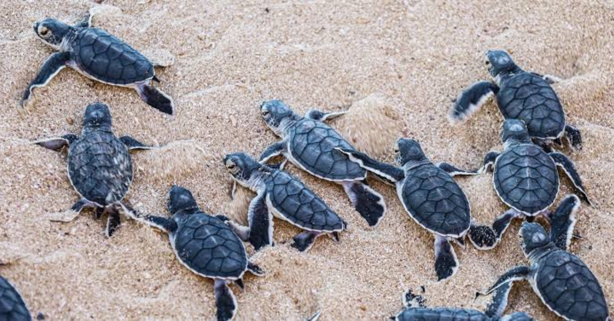 बरेली में बनेगा पश्चिमी उत्तर प्रदेश का पहला कछुआ (Turtle) संरक्षण क्षेत्र