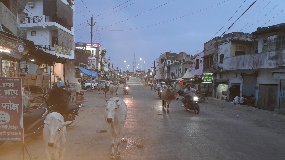 रूरा में ओवरब्रिज के ढलान पर डेरा जमा रहे अन्ना गोवंश |