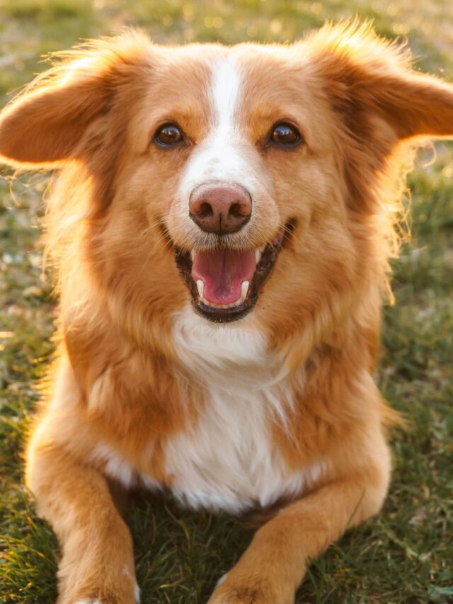 Shelter, Vaccinate and Save Street Dogs